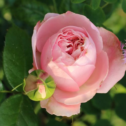 Rosa Giardina® - roz - Trandafir copac cu trunchi înalt - cu flori tip trandafiri englezești - coroană curgătoare